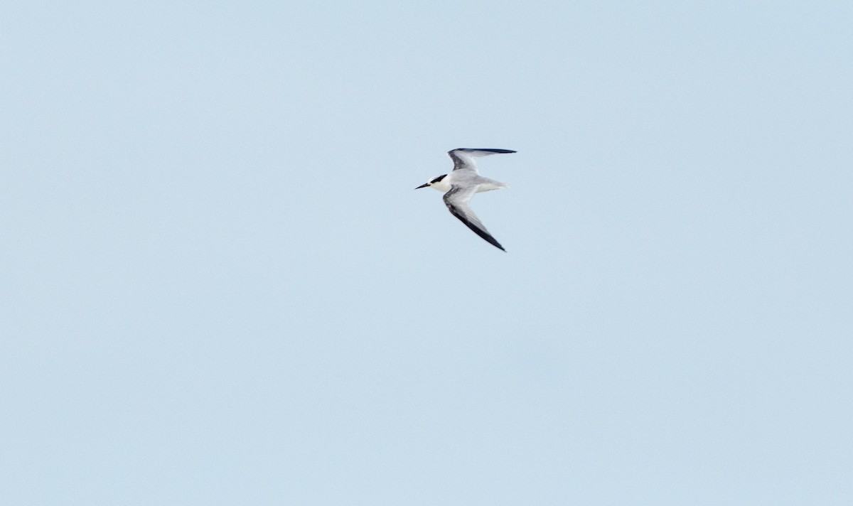 Least Tern - ML620421880