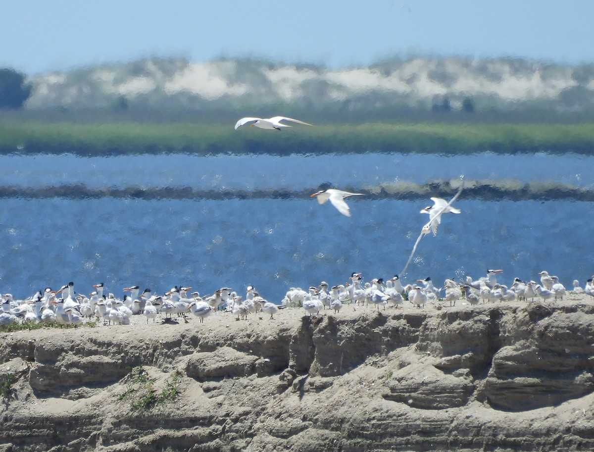 Royal Tern - Mark DiGiovanni