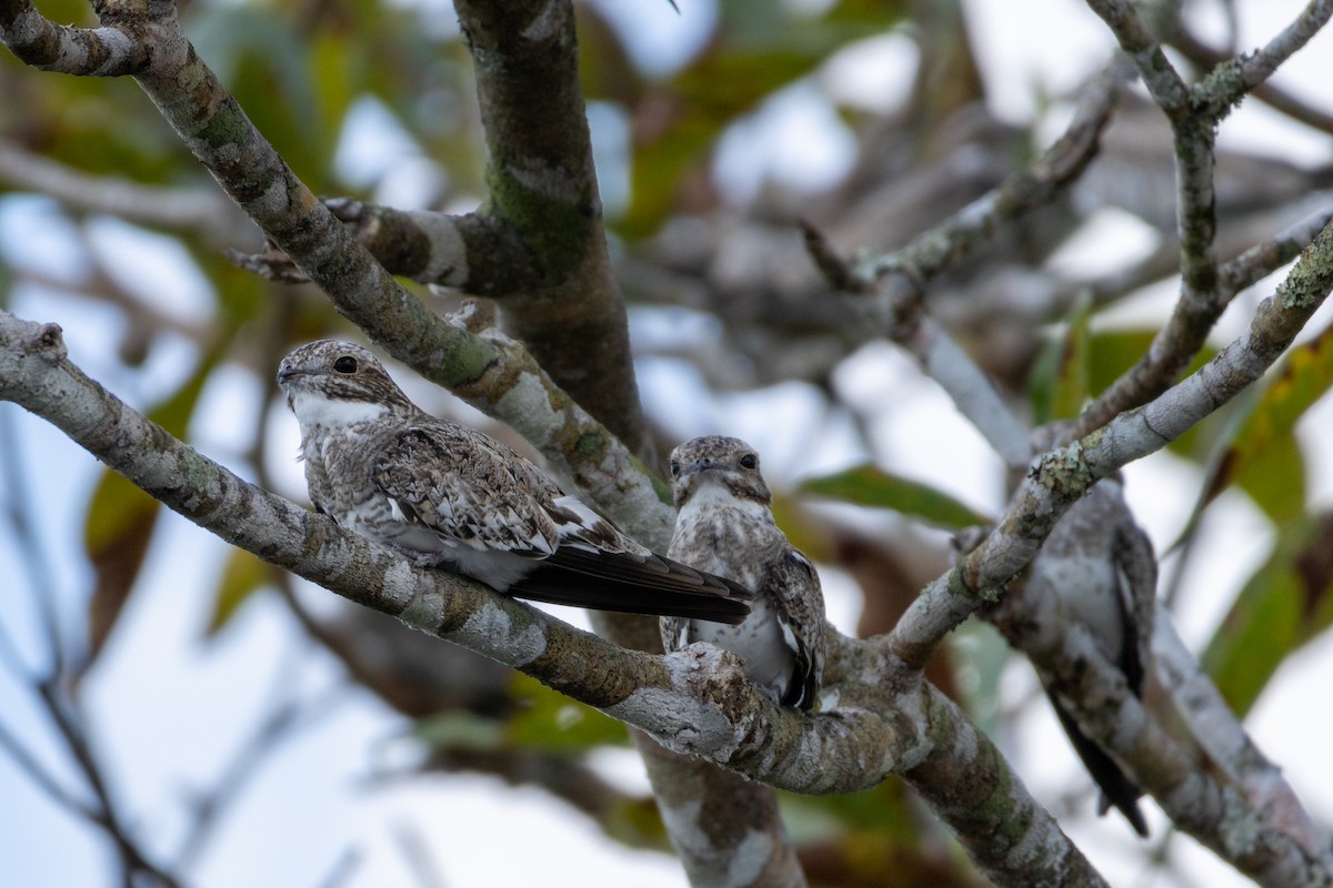 Sand-colored Nighthawk - ML620421891