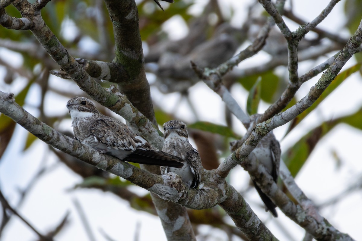 Sand-colored Nighthawk - ML620421892