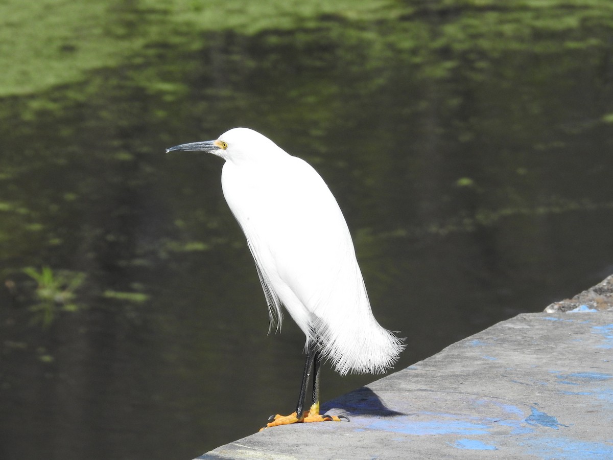 Snowy Egret - ML620421901