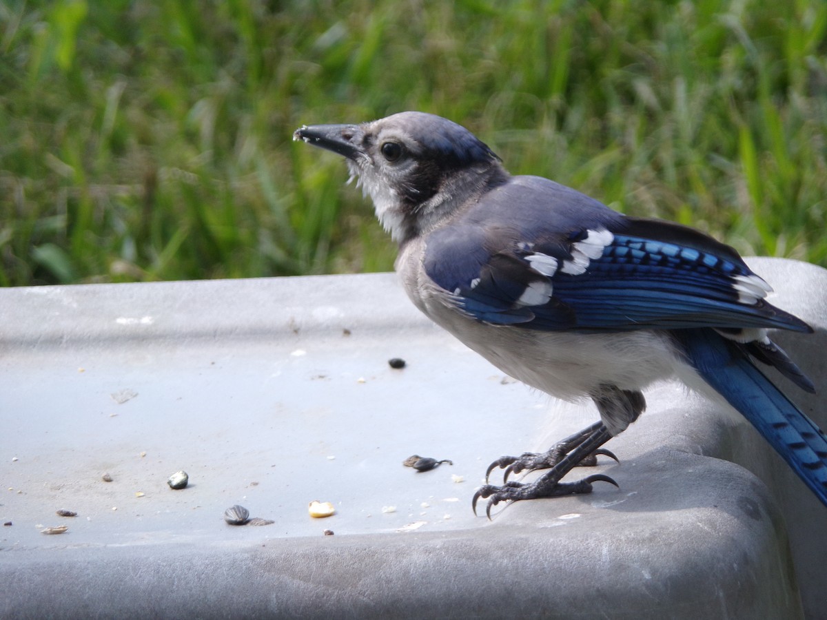 Blue Jay - ML620421903