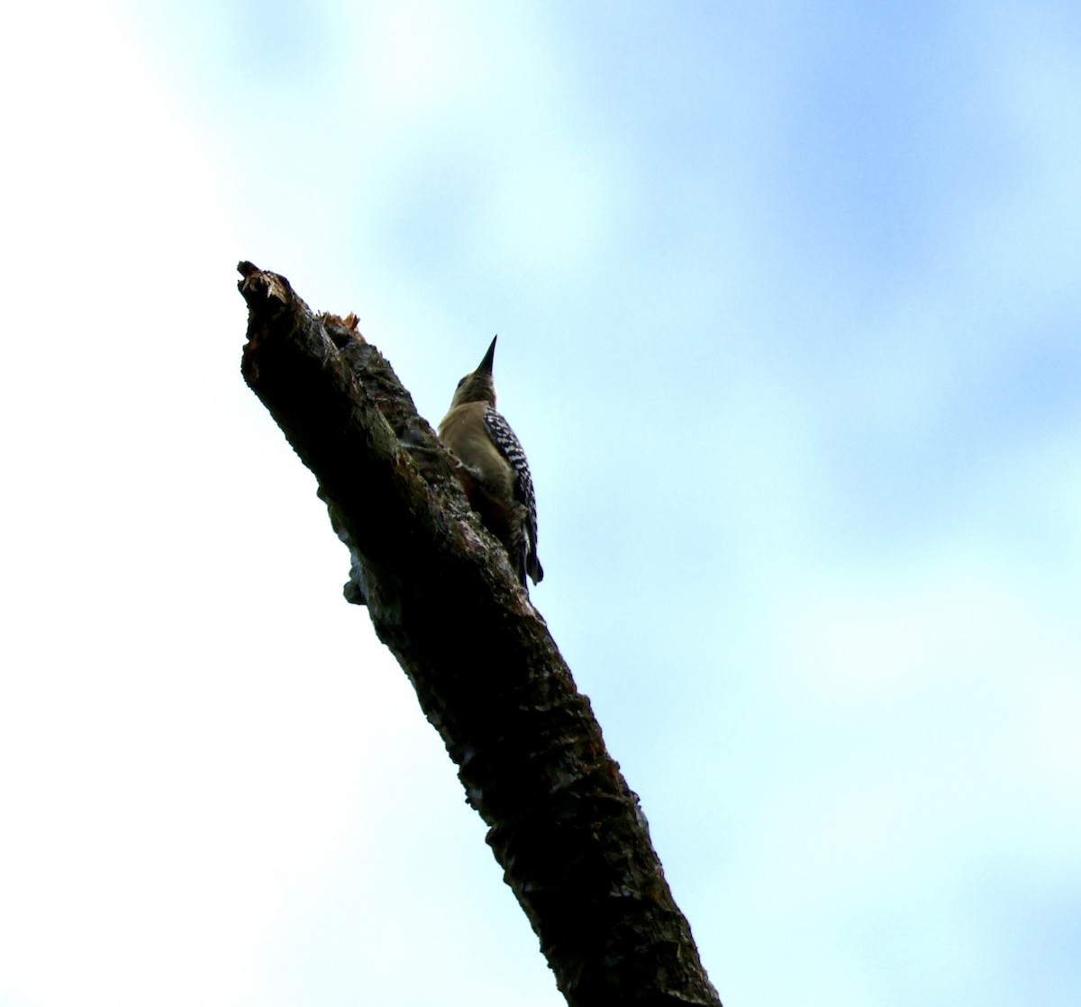 Red-crowned Woodpecker - ML620421907