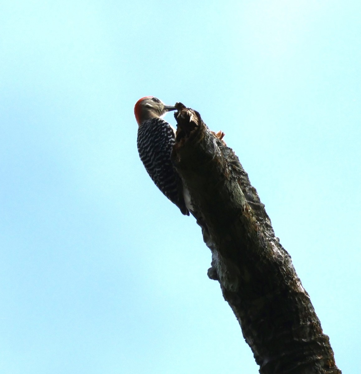 Pic à couronne rouge - ML620421908