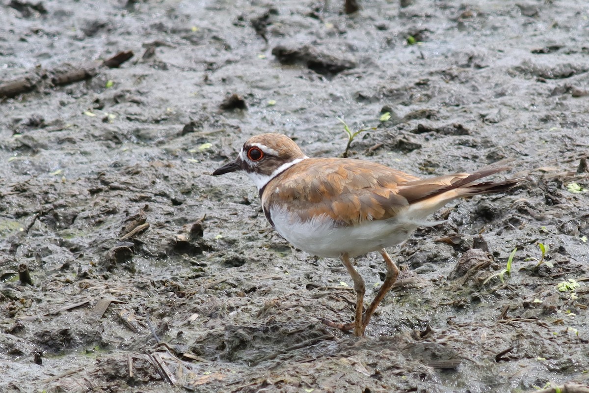 Killdeer - ML620421912