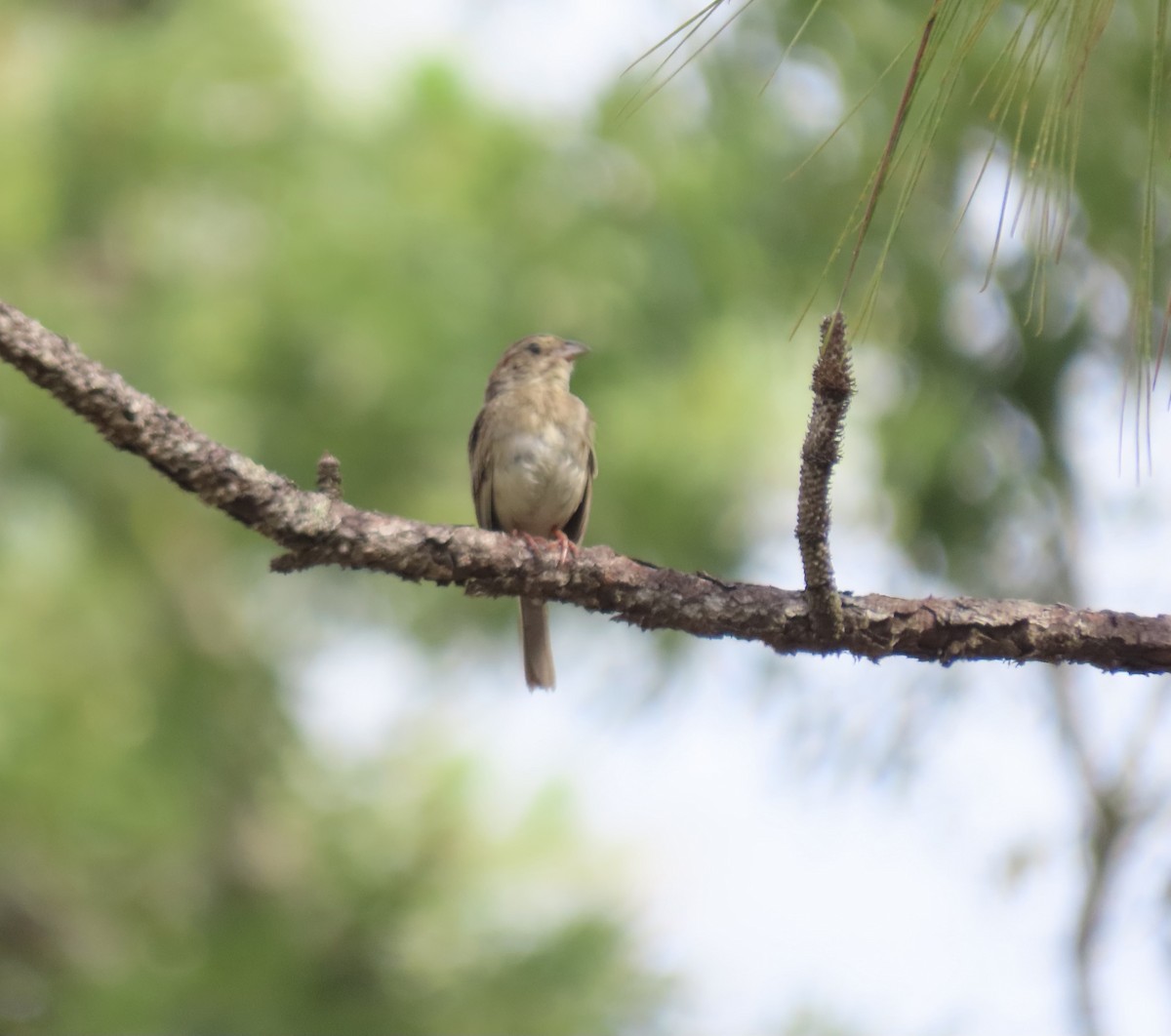 Bachman's Sparrow - ML620421913