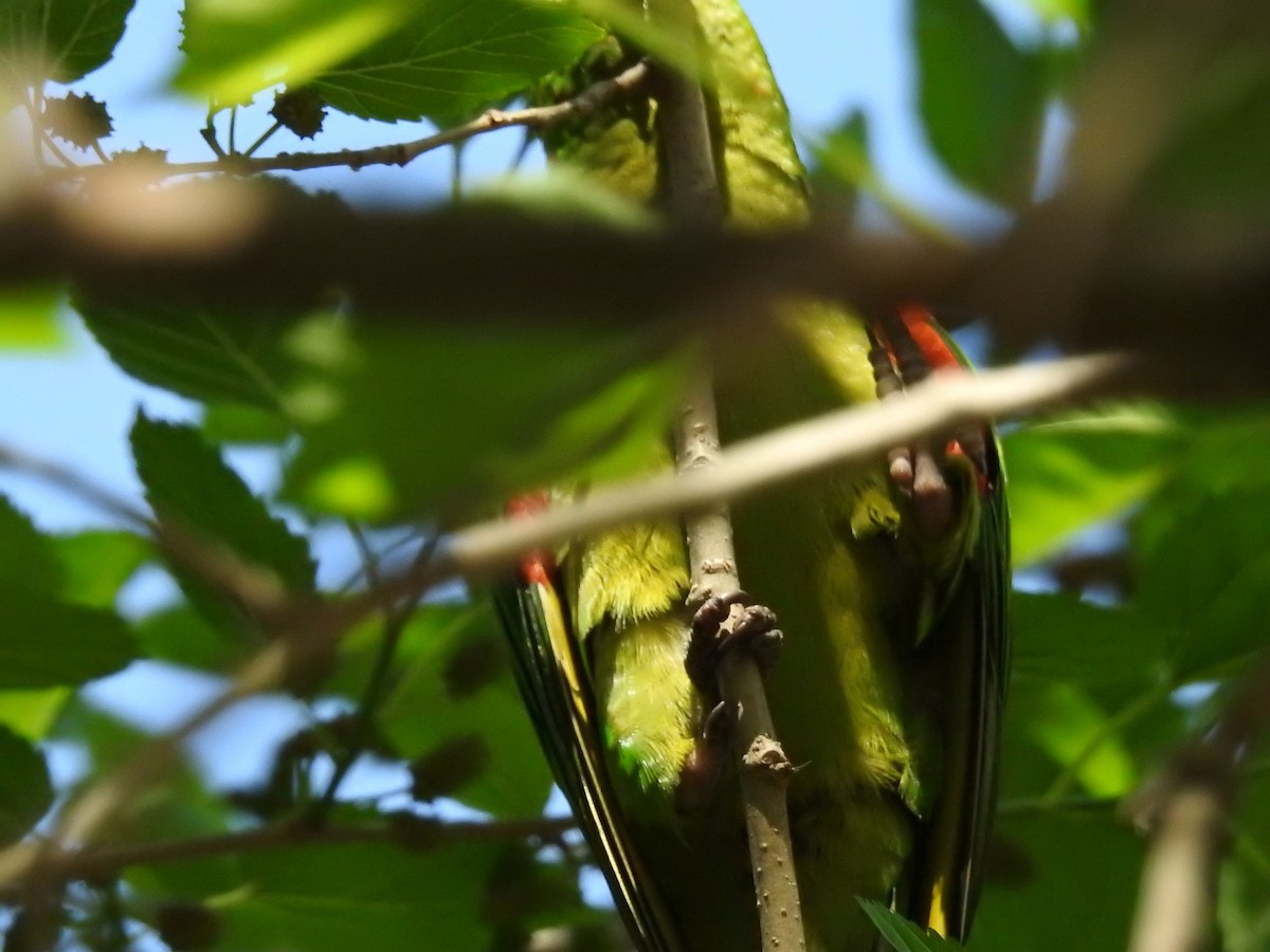 Aratinga Ojiblanca - ML620421918