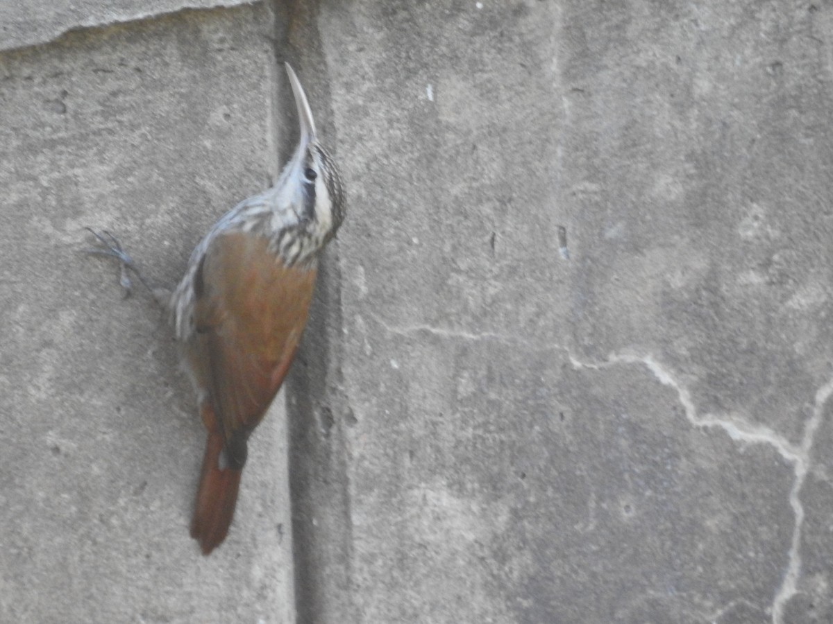 Narrow-billed Woodcreeper - ML620421919