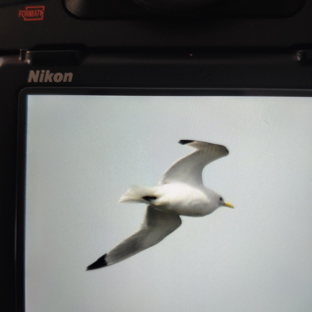 Gaviota Tridáctila - ML620421933