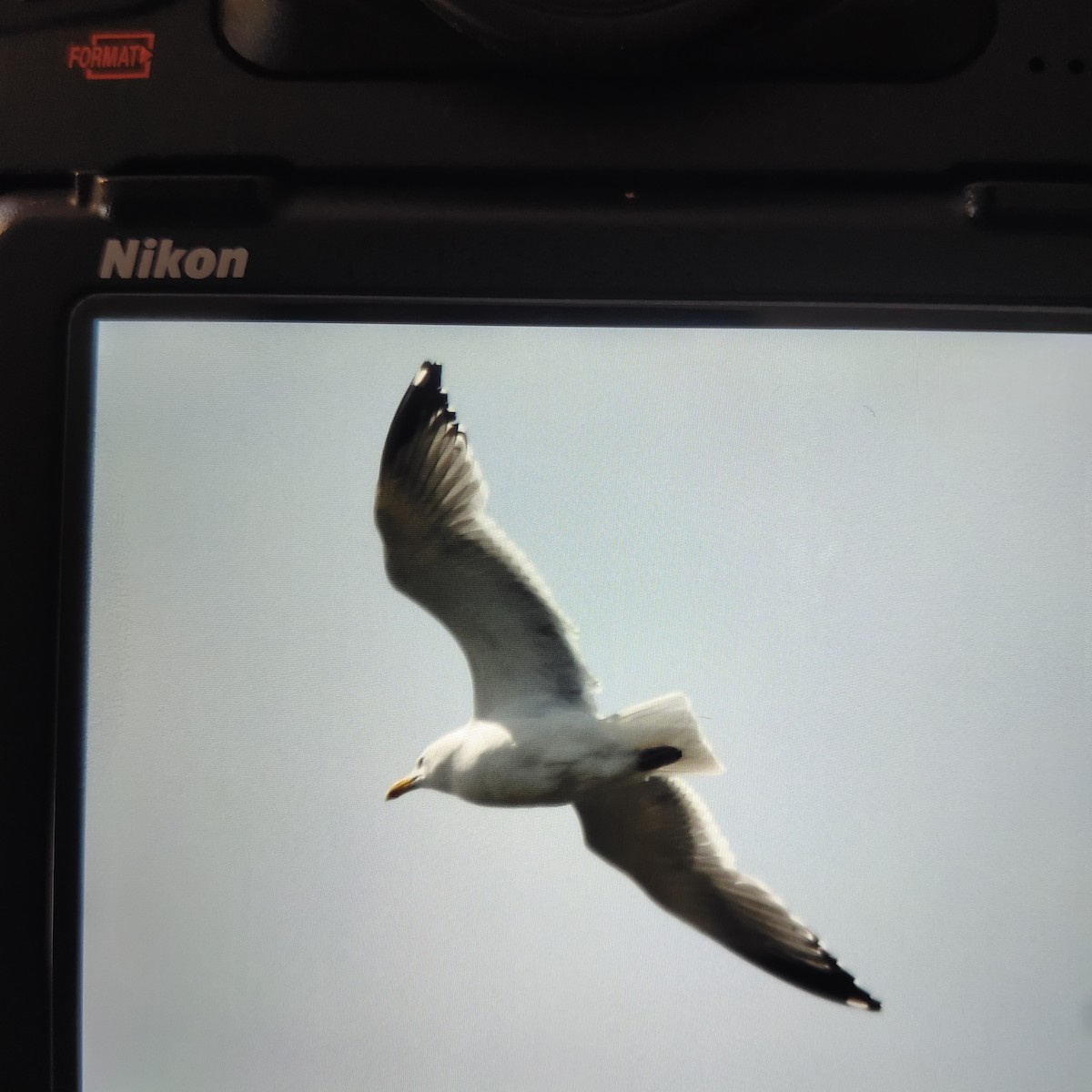 Gaviota de Delaware - ML620421934