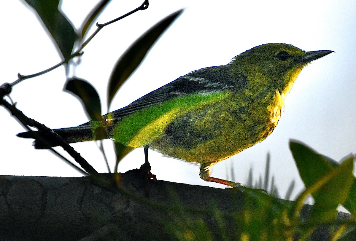 Pine Warbler - ML620421943