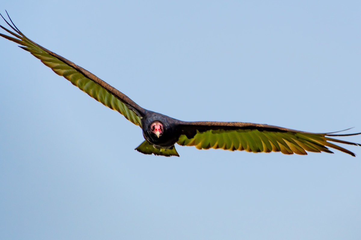 Turkey Vulture - ML620421953