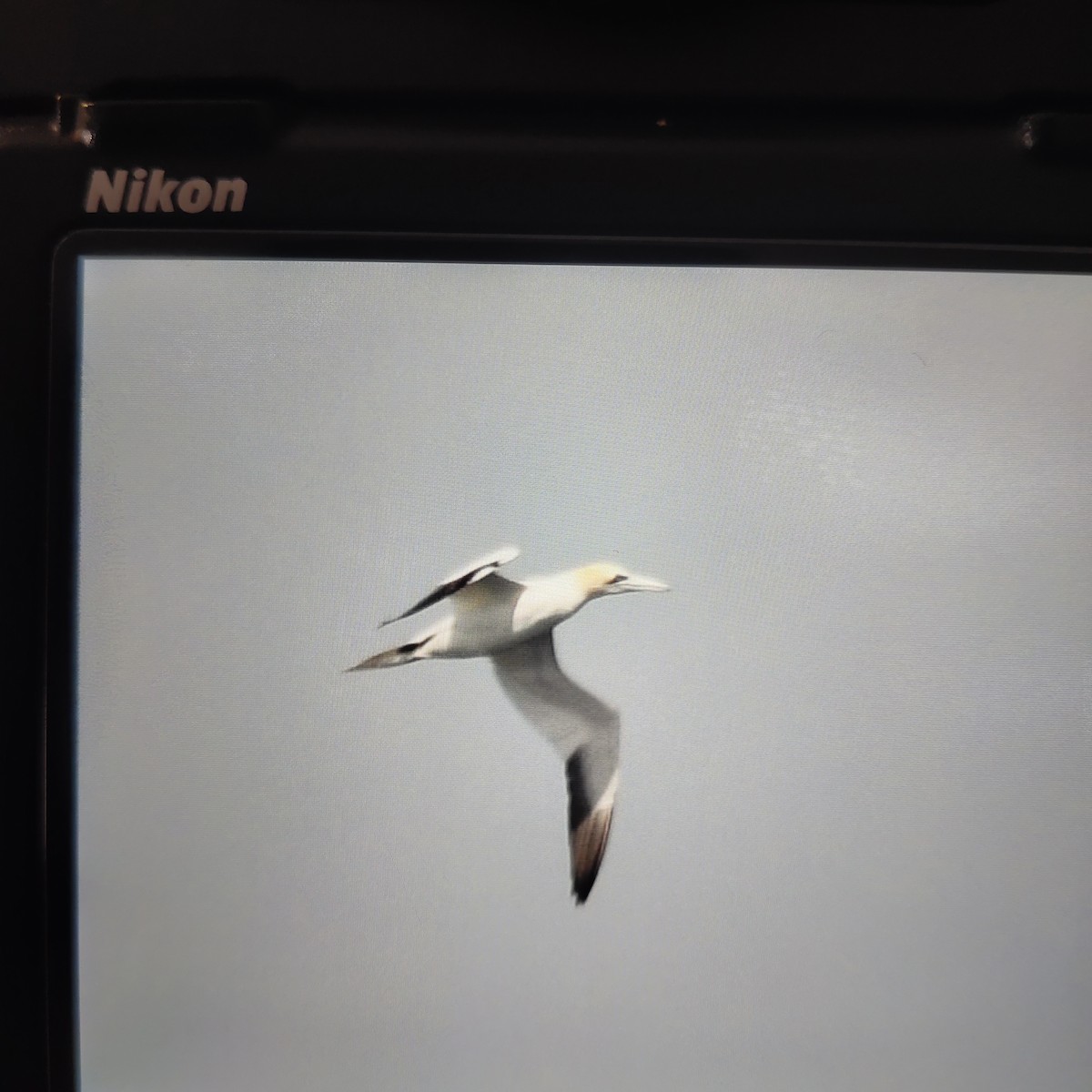 Northern Gannet - ML620421954