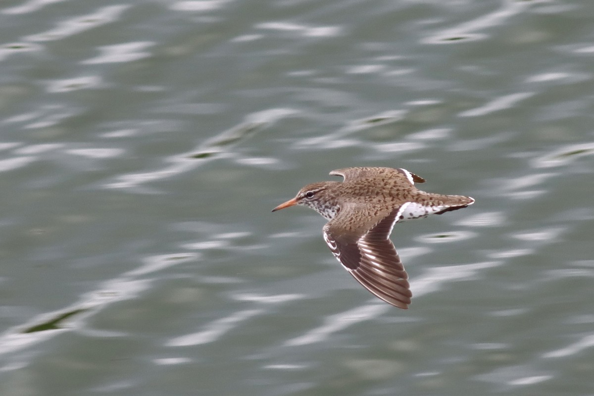 Spotted Sandpiper - ML620421958