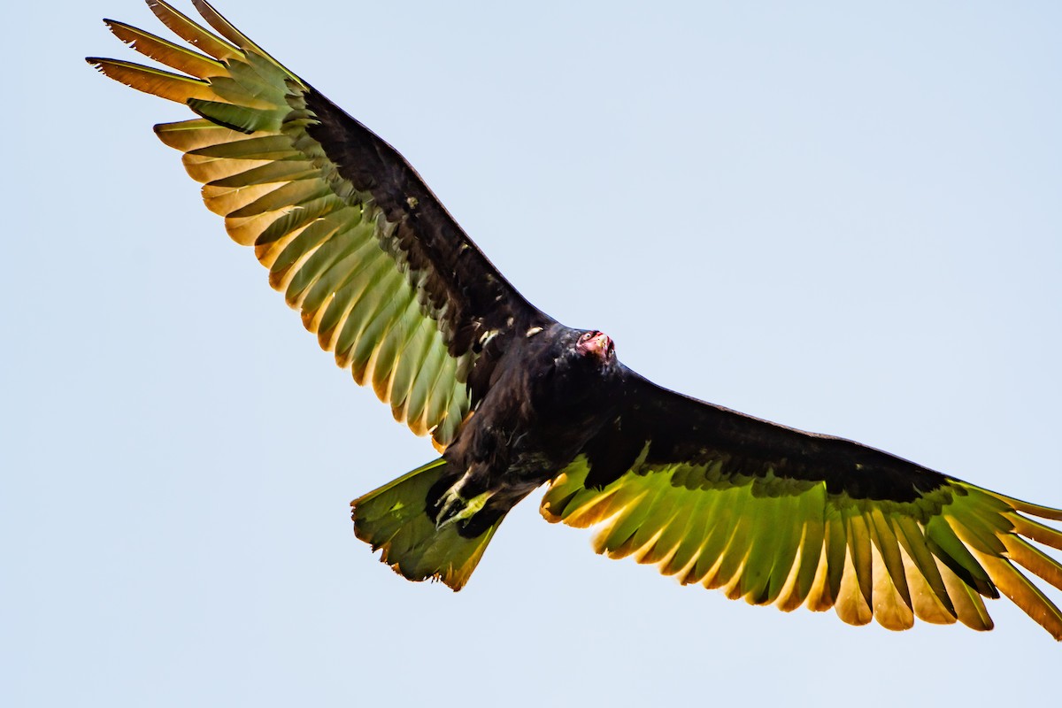 Turkey Vulture - ML620421961