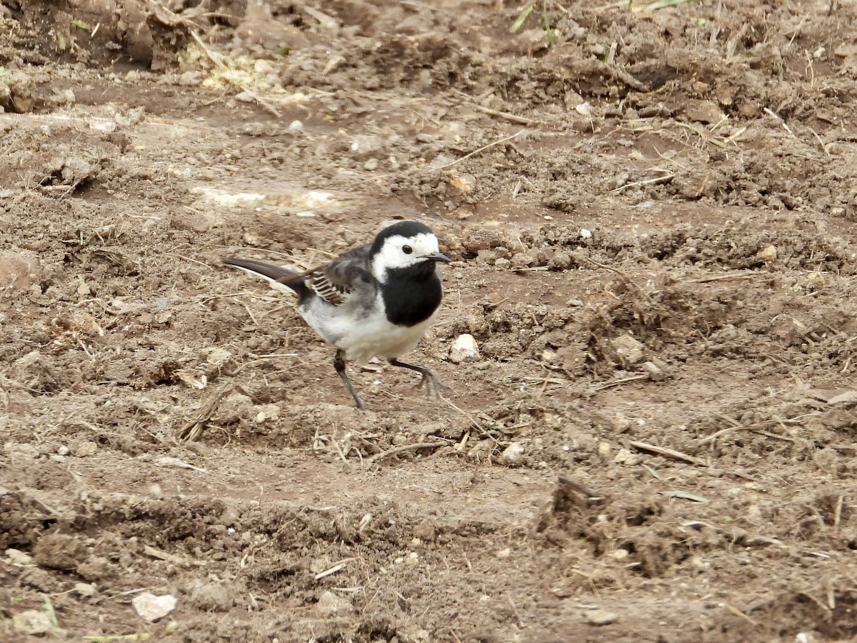 White Wagtail (British) - ML620421962