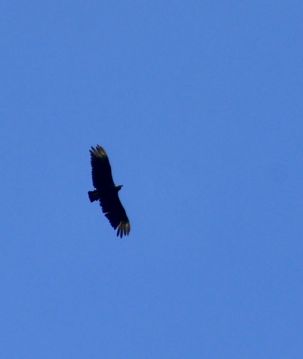 Black Vulture - ML620421963