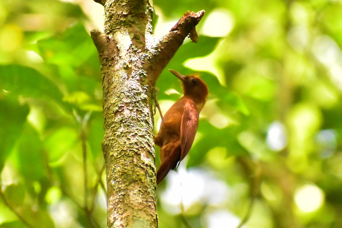 Ruddy Woodcreeper - ML620421971