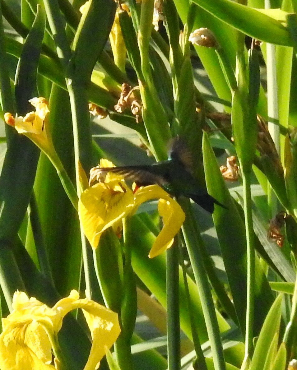 kolibřík lesklobřichý - ML620421977