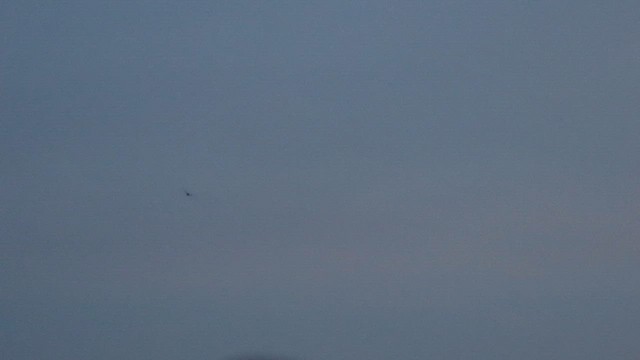 Short-tailed Nighthawk - ML620421978