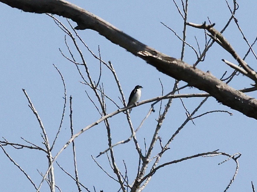 Tree Swallow - ML620421982