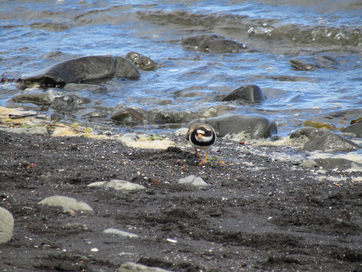 Common Ringed Plover - ML620421985