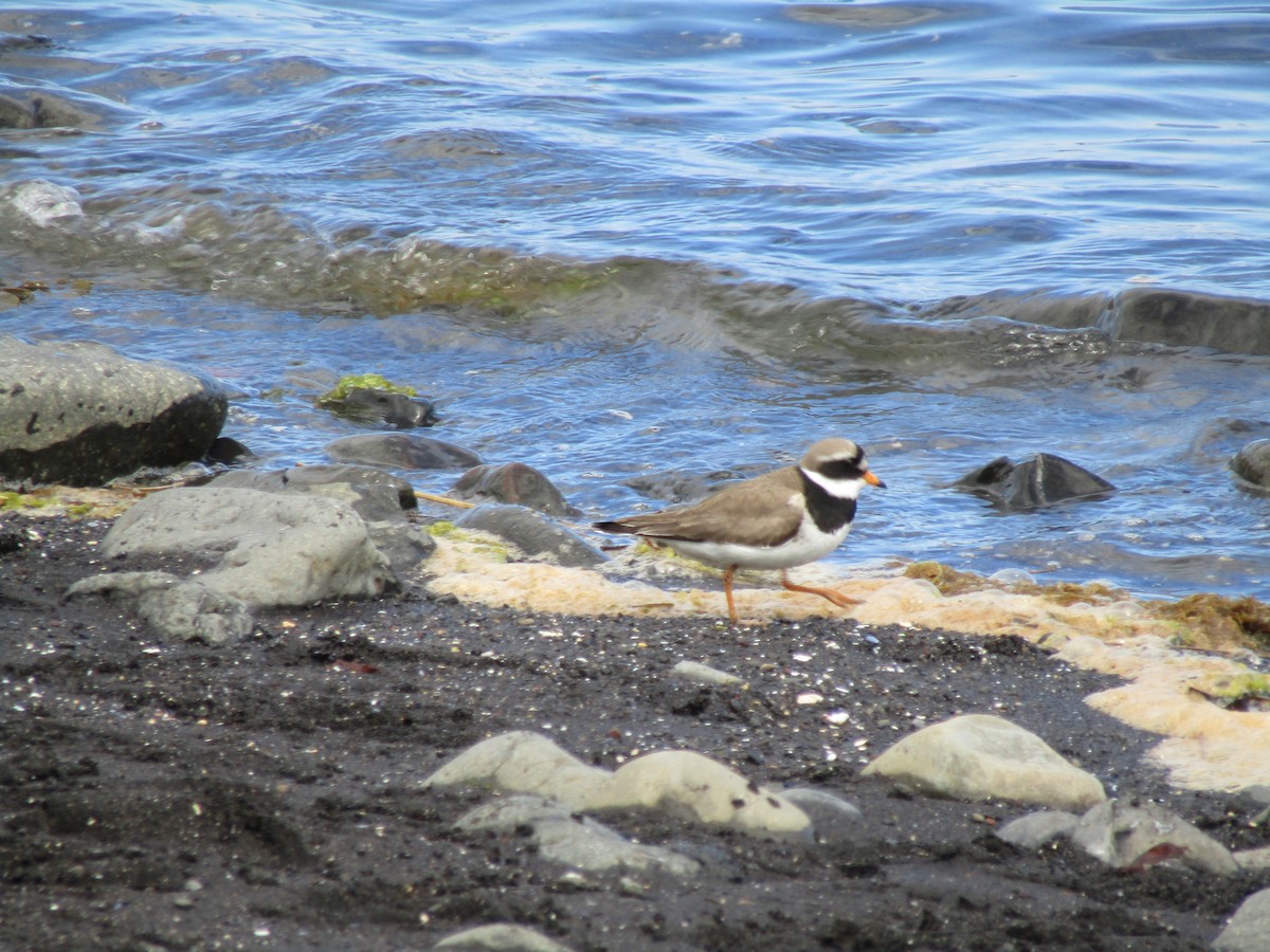 Common Ringed Plover - ML620421986