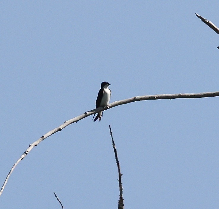 Tree Swallow - Millie and Peter Thomas