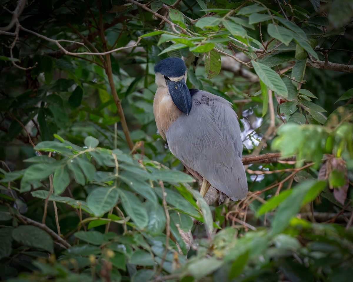 Boat-billed Heron - ML620421991