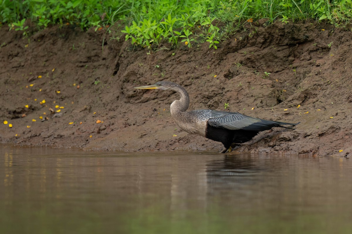 Anhinga Americana - ML620421995