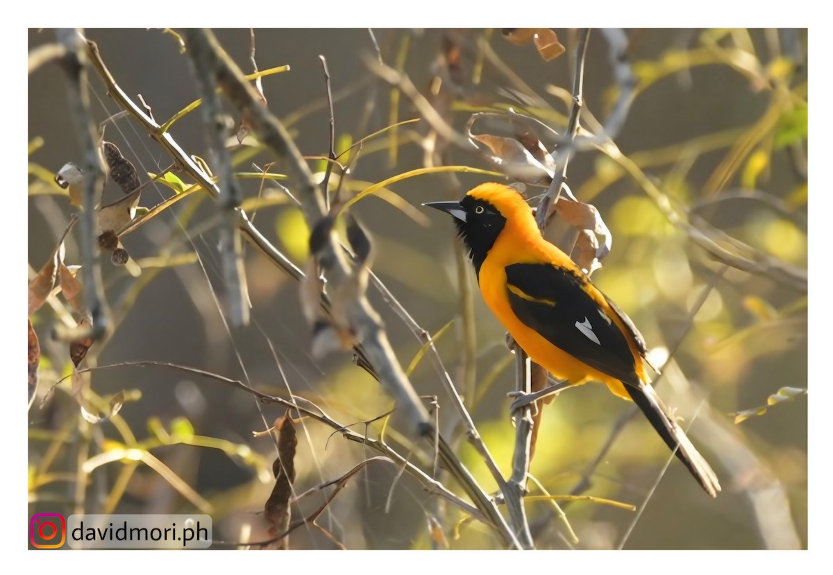 Oriole à dos orange - ML620421998