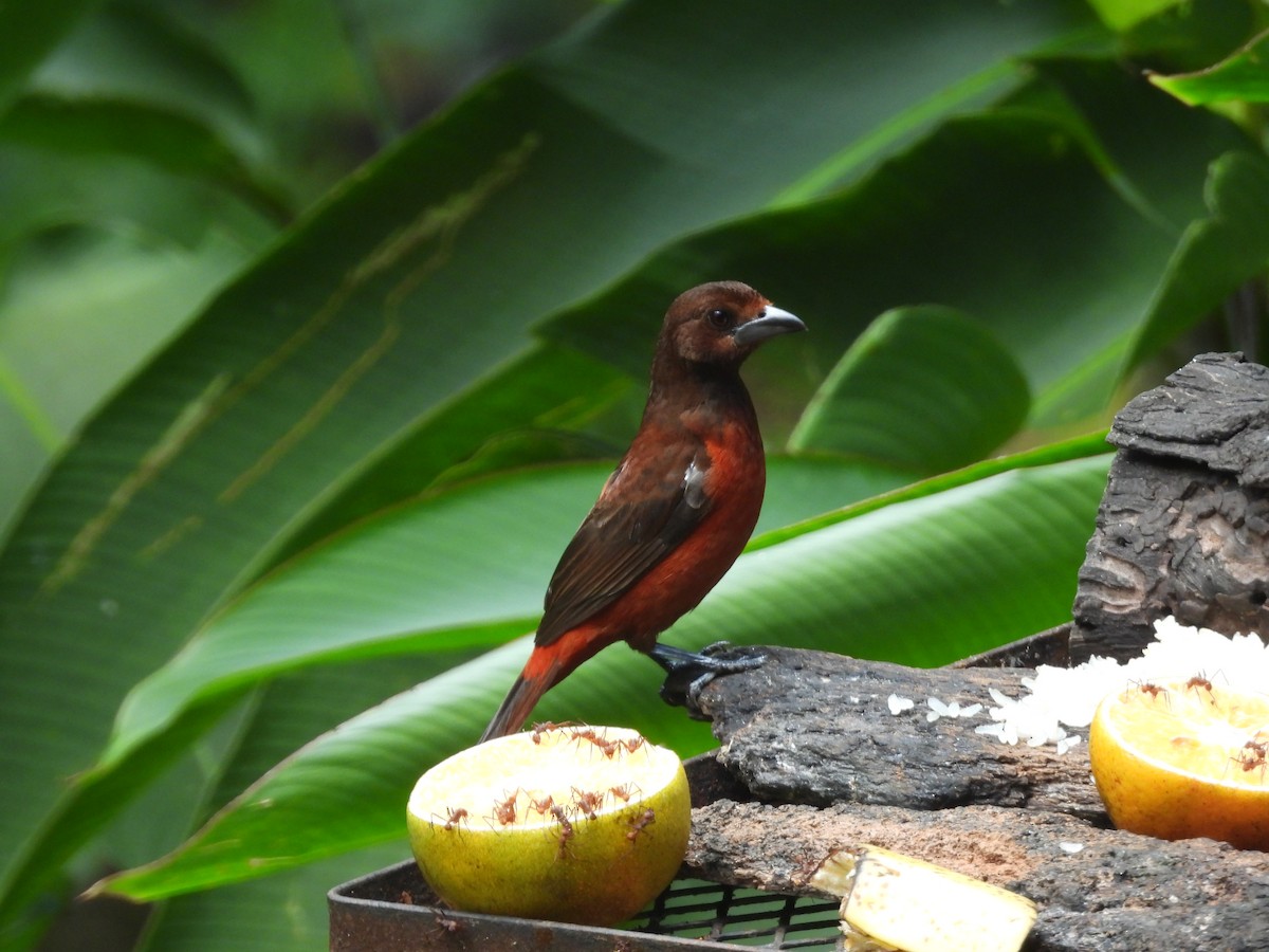 Crimson-backed Tanager - ML620422009