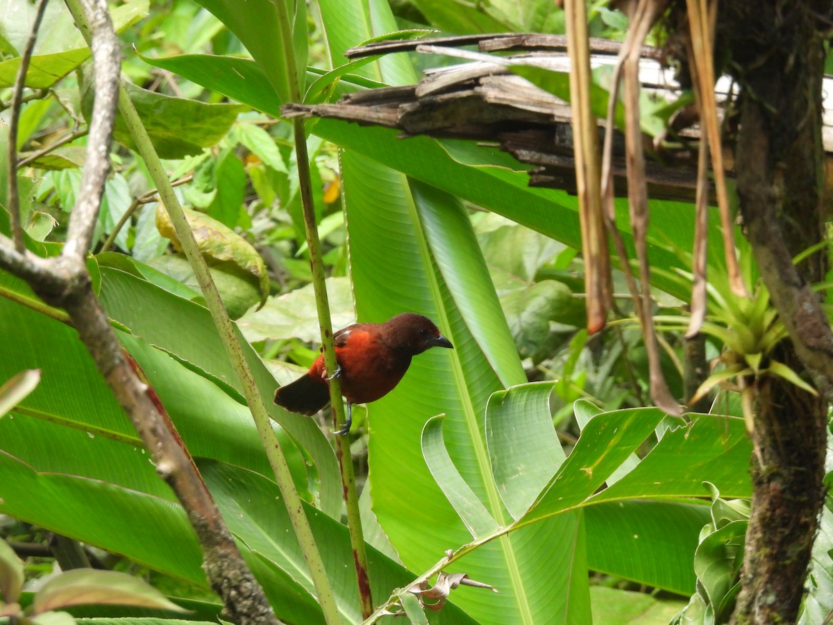 Crimson-backed Tanager - ML620422010