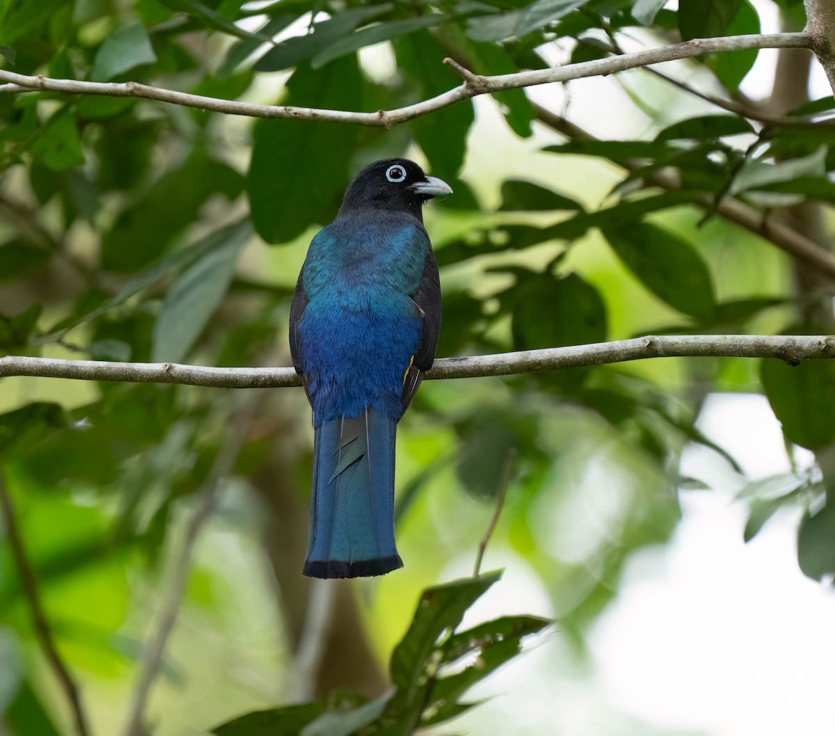 Black-headed Trogon - ML620422026