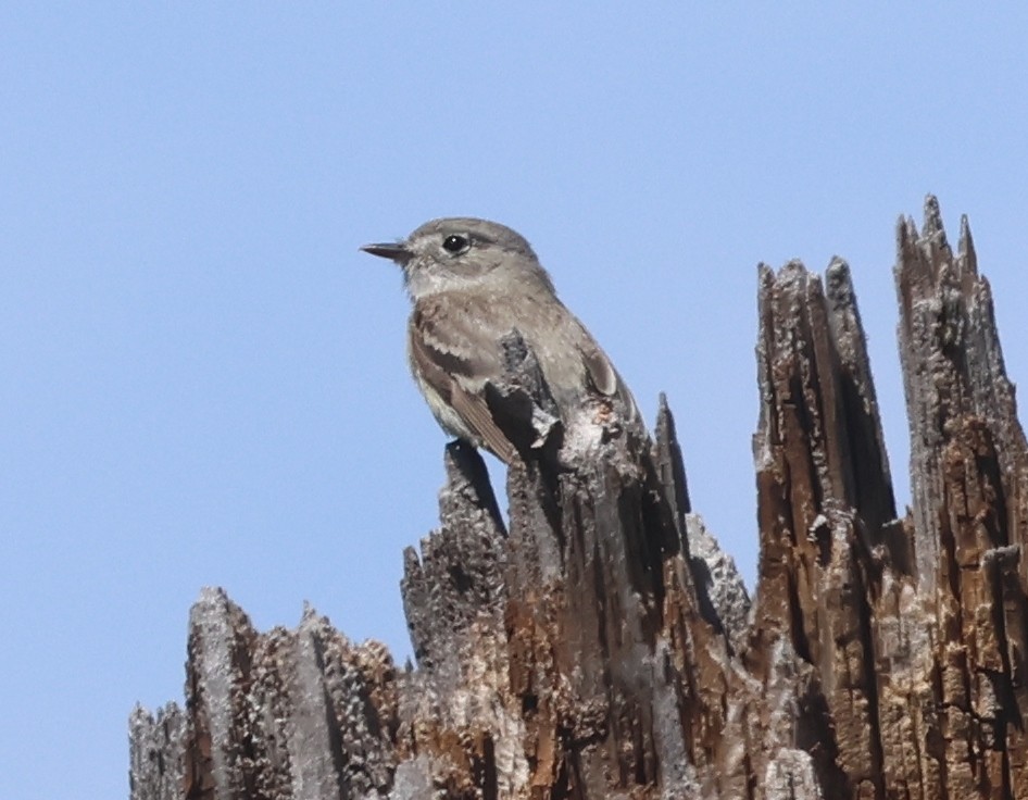 Dusky Flycatcher - ML620422030