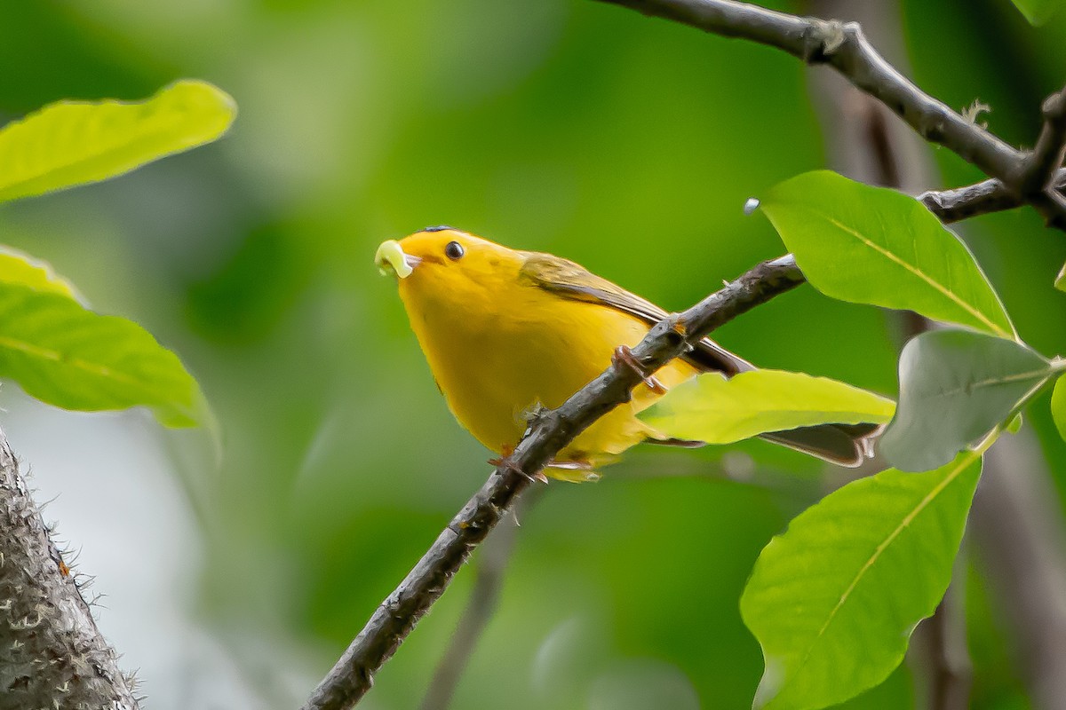 Wilson's Warbler - Brandon Lloyd