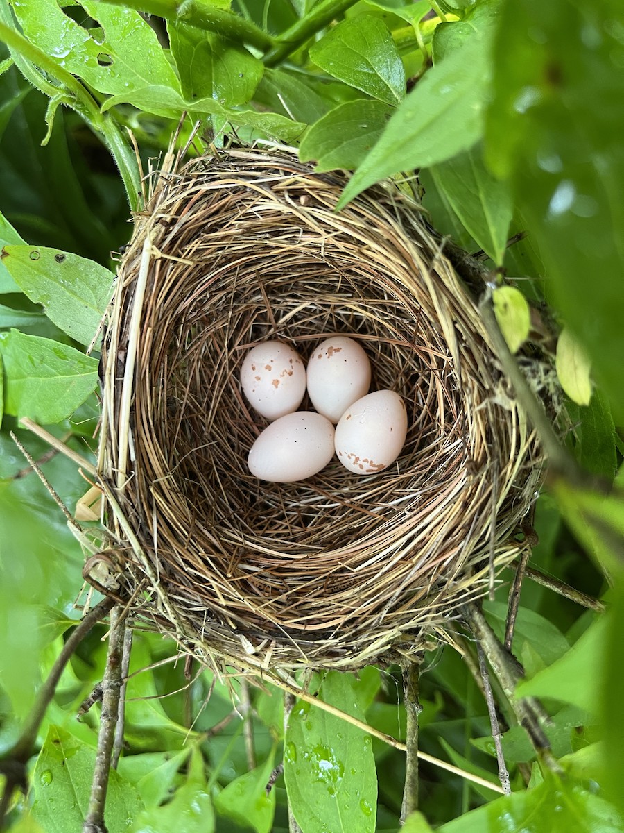 Alder Flycatcher - ML620422046