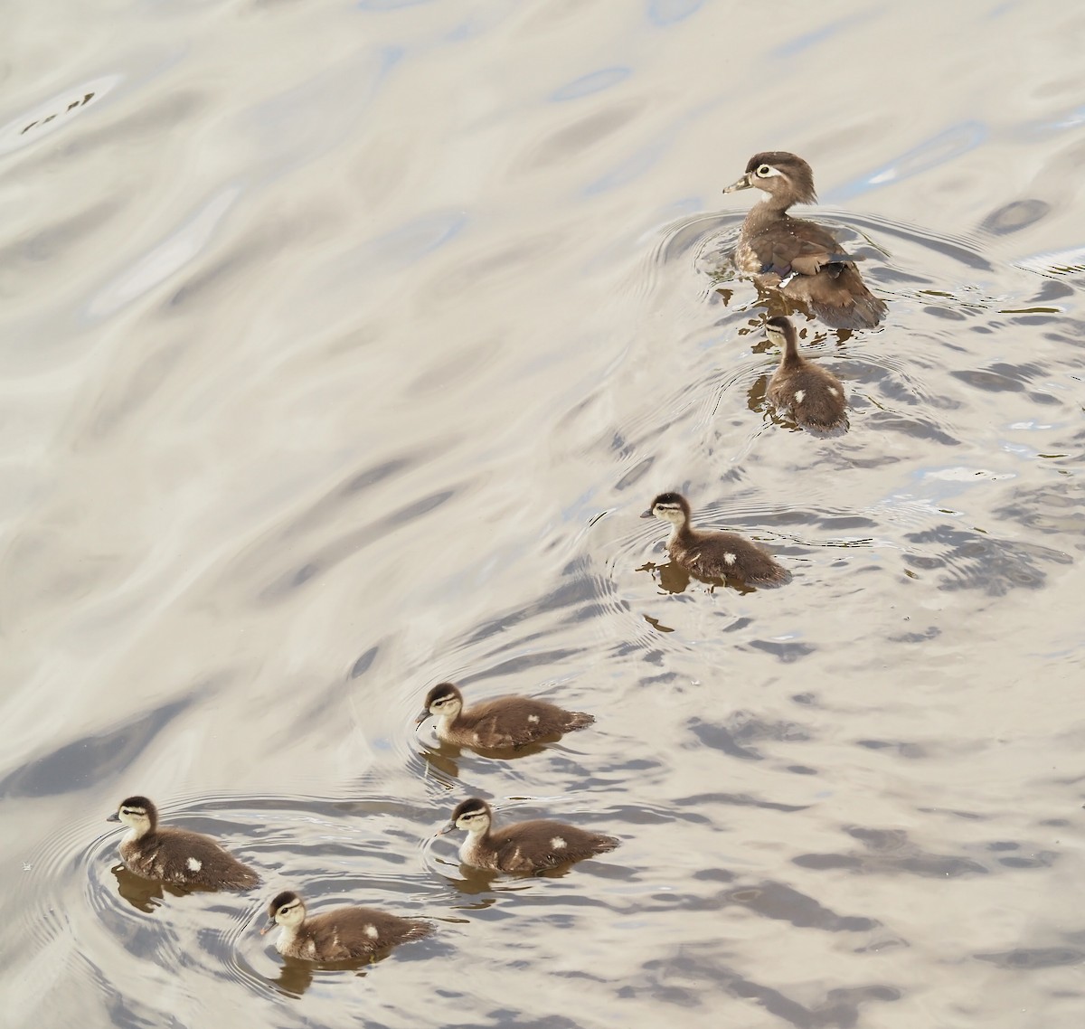 Wood Duck - ML620422065