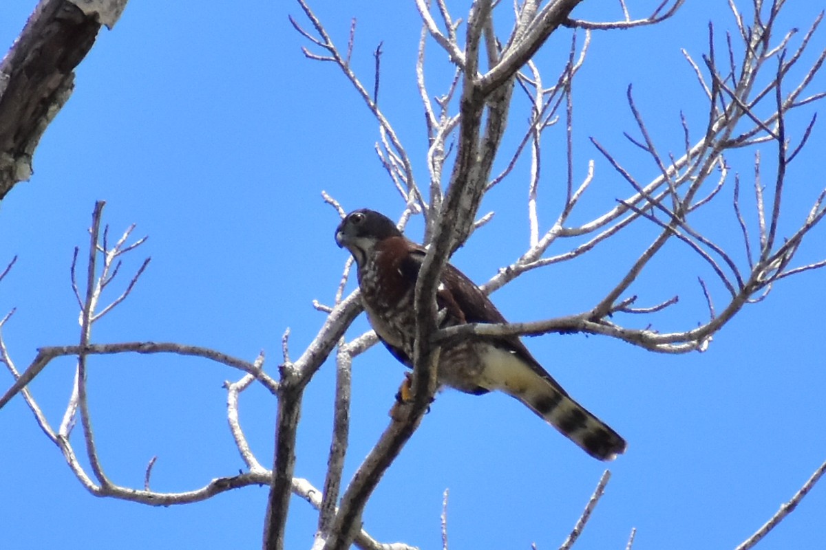 Double-toothed Kite - ML620422069