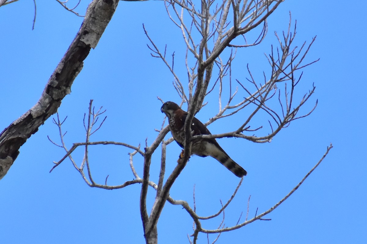 Double-toothed Kite - ML620422070