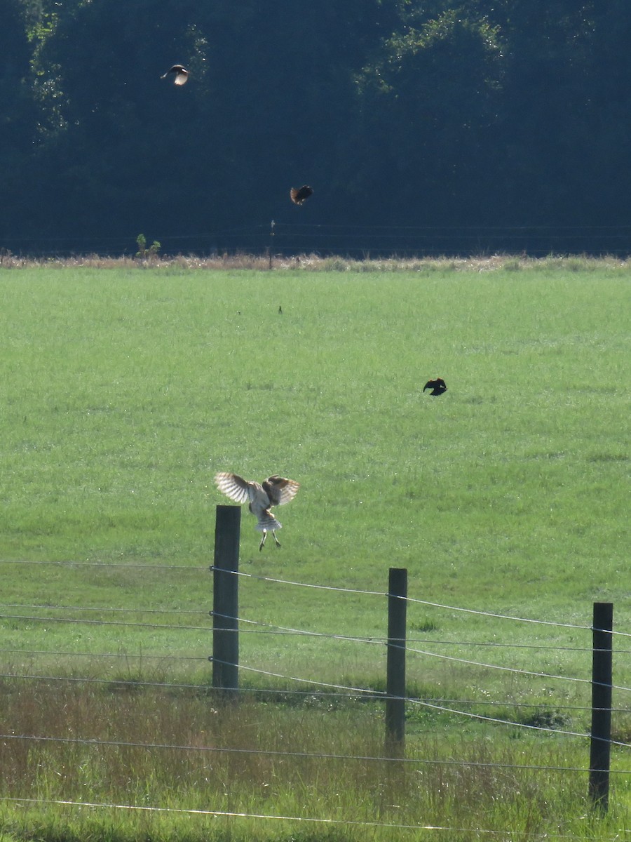 Barn Owl (American) - ML620422076