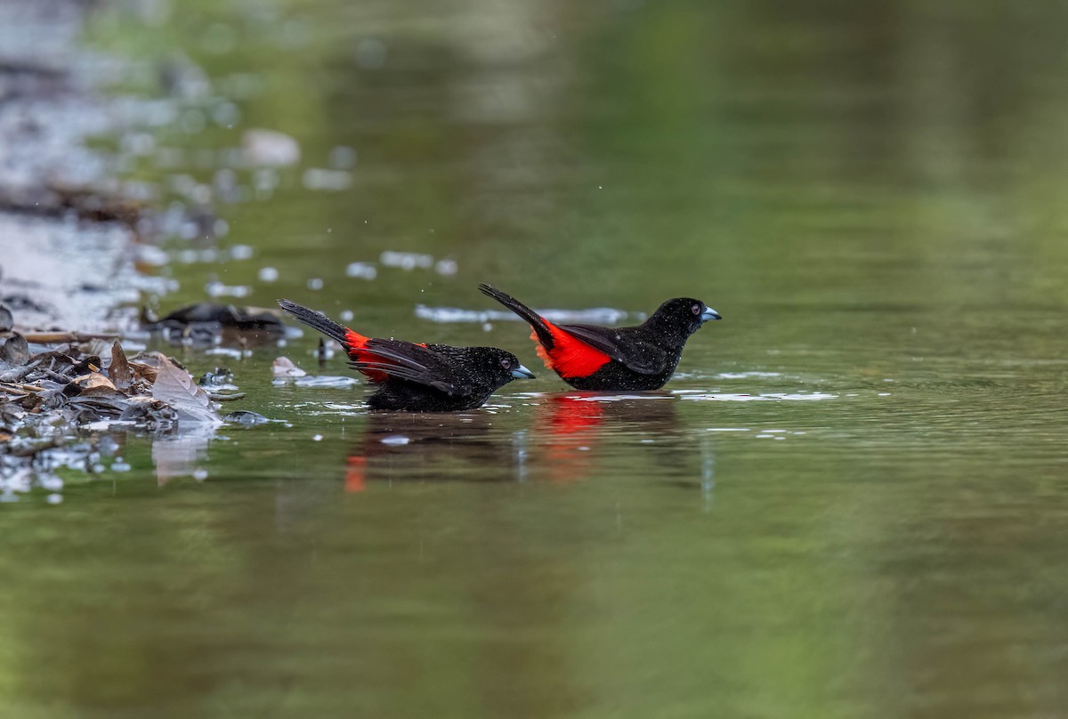 Scarlet-rumped Tanager - ML620422078