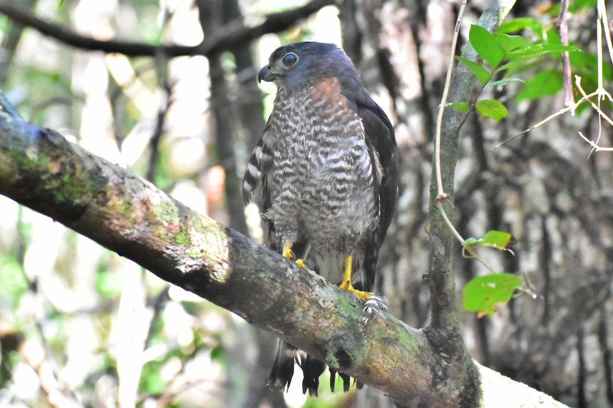 Double-toothed Kite - ML620422082