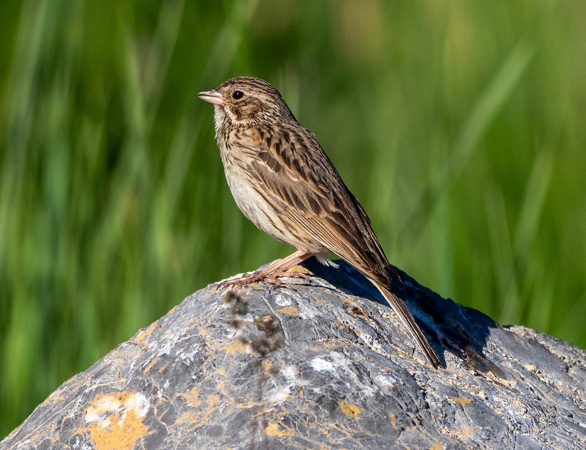 Vesper Sparrow - ML620422085