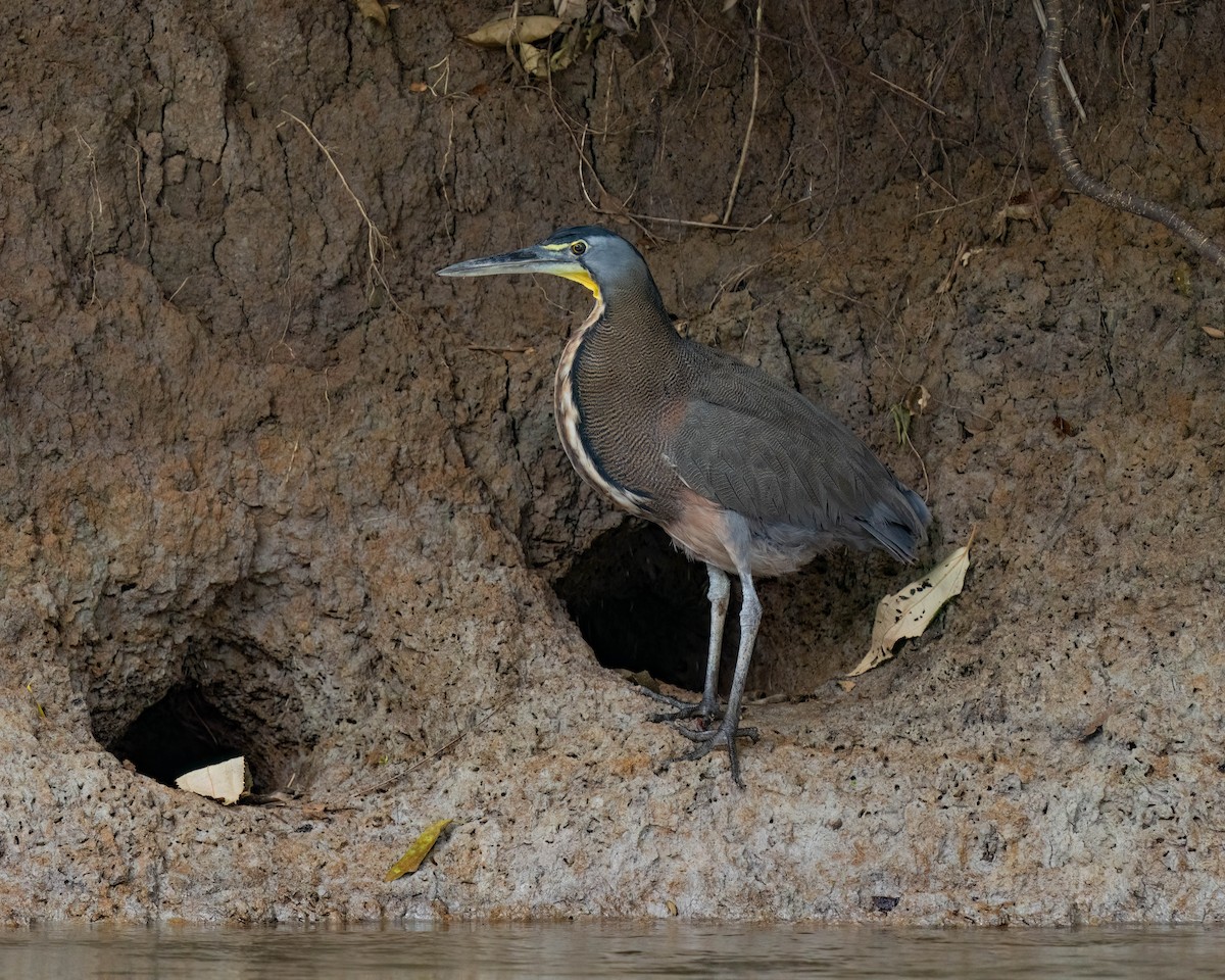 Bare-throated Tiger-Heron - ML620422093