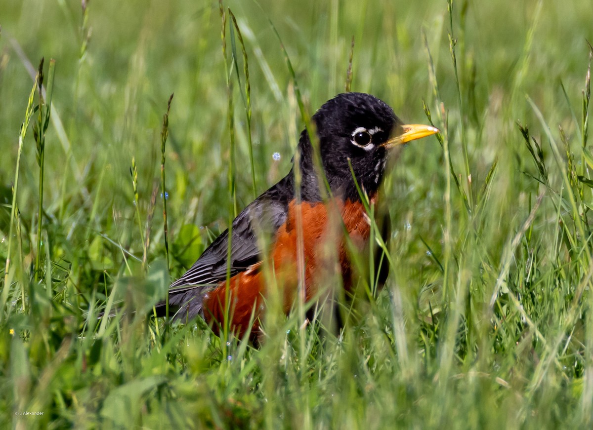 American Robin - John Alexander