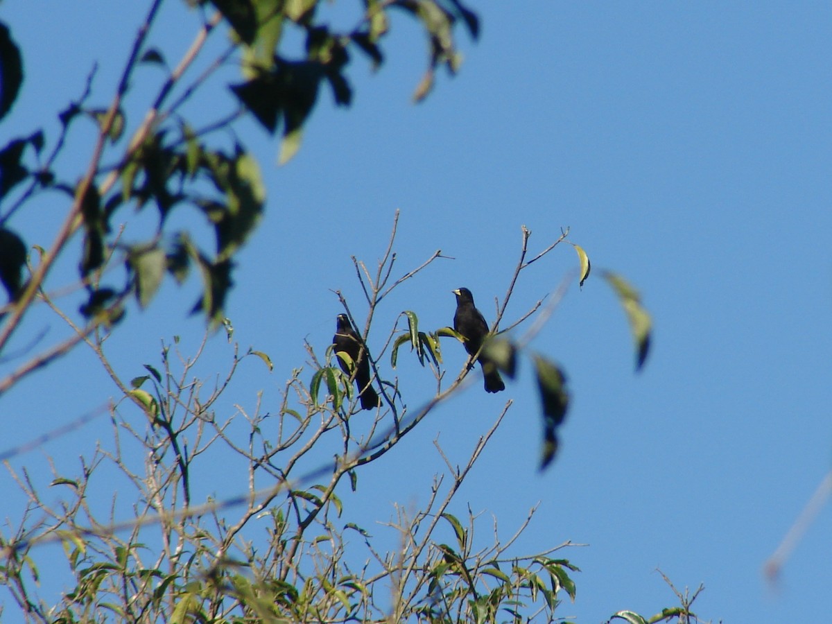 Red-rumped Cacique - ML620422099