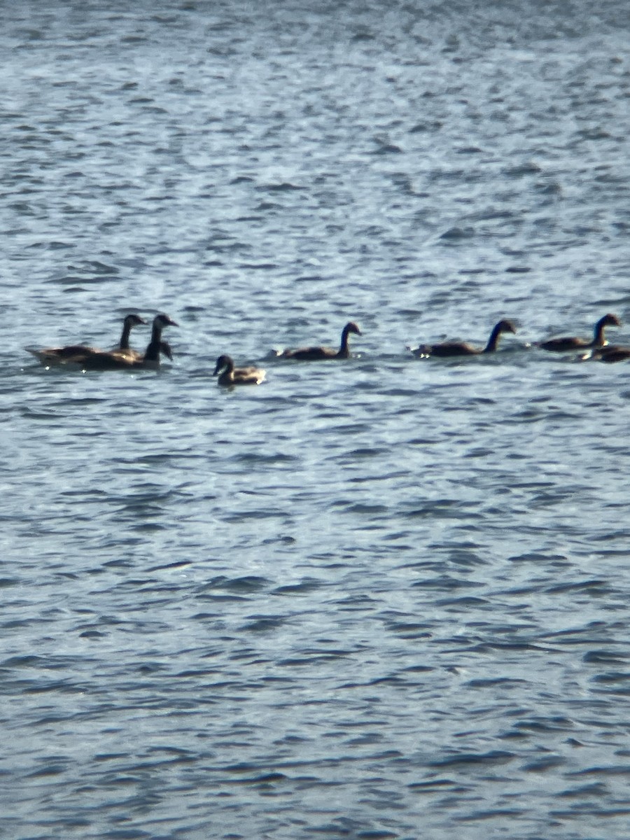 Canada Goose - Peter Salva