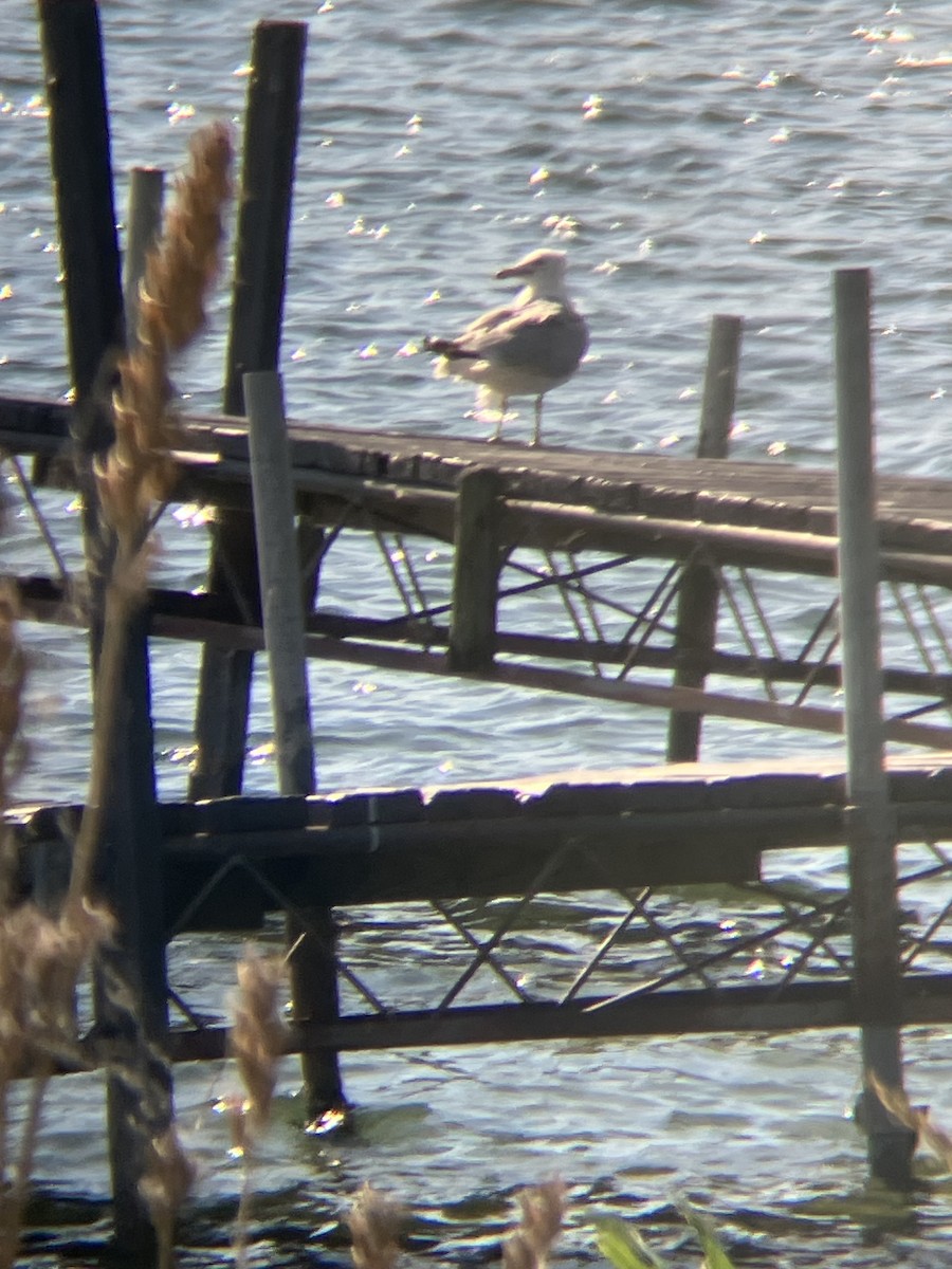 Ring-billed Gull - ML620422112