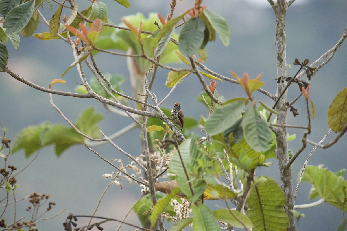 Ocellated Piculet - ML620422113